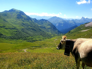  Alpkäse-Abo Alp Vals