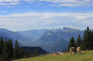 Die Alpkühe geniessen den Ausblick ins Bündner Rheintal